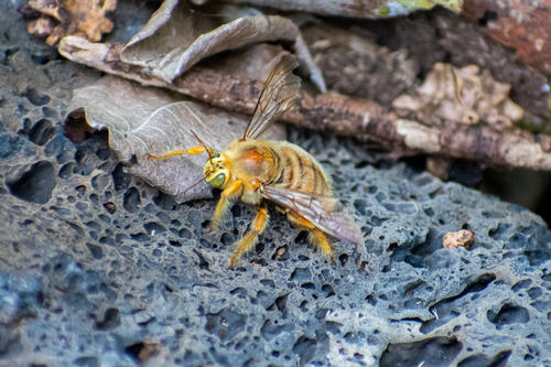 Galápagos carpenter bee photo 4