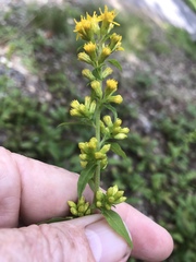 Solidago roanensis