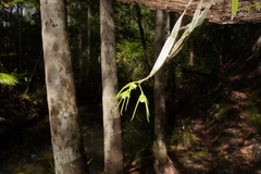Dendrobium tetragonum