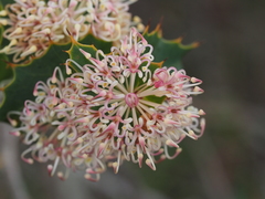 Hakea amplexicaulis