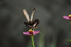 Papilio memnon thunbergii