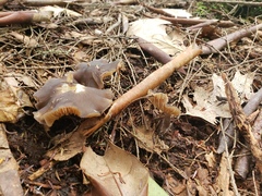 Entoloma subcapitatum