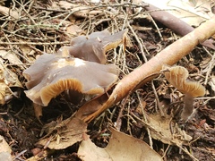 Entoloma subcapitatum