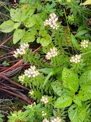 Sedum goldmanii