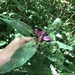 Chelone obliqua erwiniae - Photo no hay derechos reservados, subido por Alan Weakley