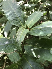 Chelone obliqua erwiniae