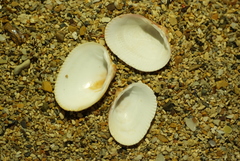 Maoricardium setosum