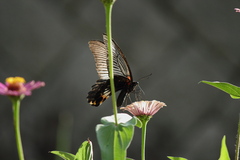 Papilio memnon thunbergii