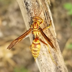 Polistes apachus apachus