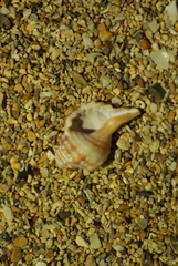 Turritriton labiosus