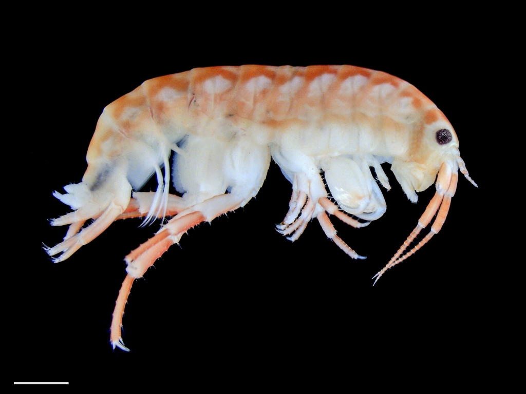 Common Checkerback Sandhopper
