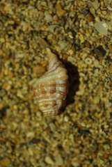 Turritriton labiosus