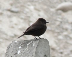 Pyrocephalus rubinus obscurus