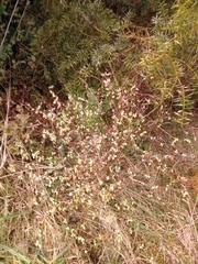 Olearia fragrantissima