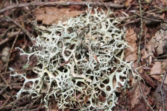 Pseudevernia