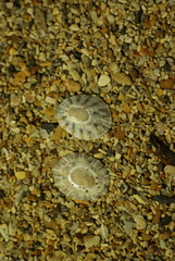 Cellana livescens