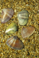 Latona cuneata
