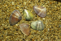 Latona cuneata