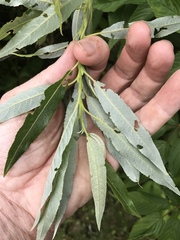 Salix sericea