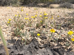 Eriophyllum wallacei