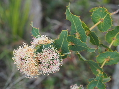 Hakea amplexicaulis