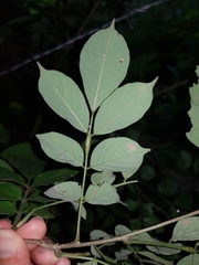 Lonchocarpus minimiflorus