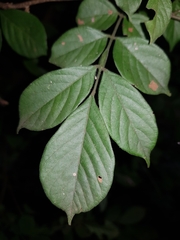 Lonchocarpus minimiflorus