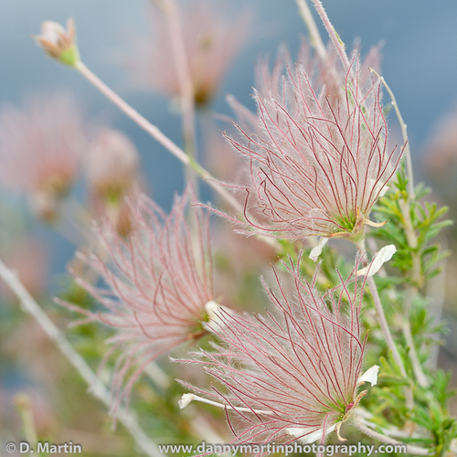 Apache plume