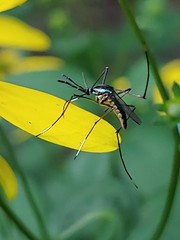 Toxorhynchites rutilus septentrionalis