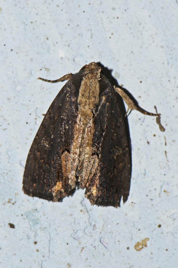 Dipterygina indica