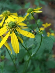 Toxorhynchites rutilus septentrionalis
