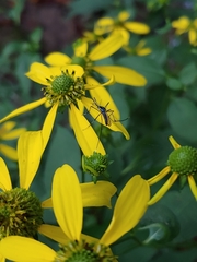 Toxorhynchites rutilus septentrionalis