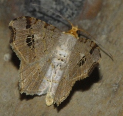 Macaria promiscuata