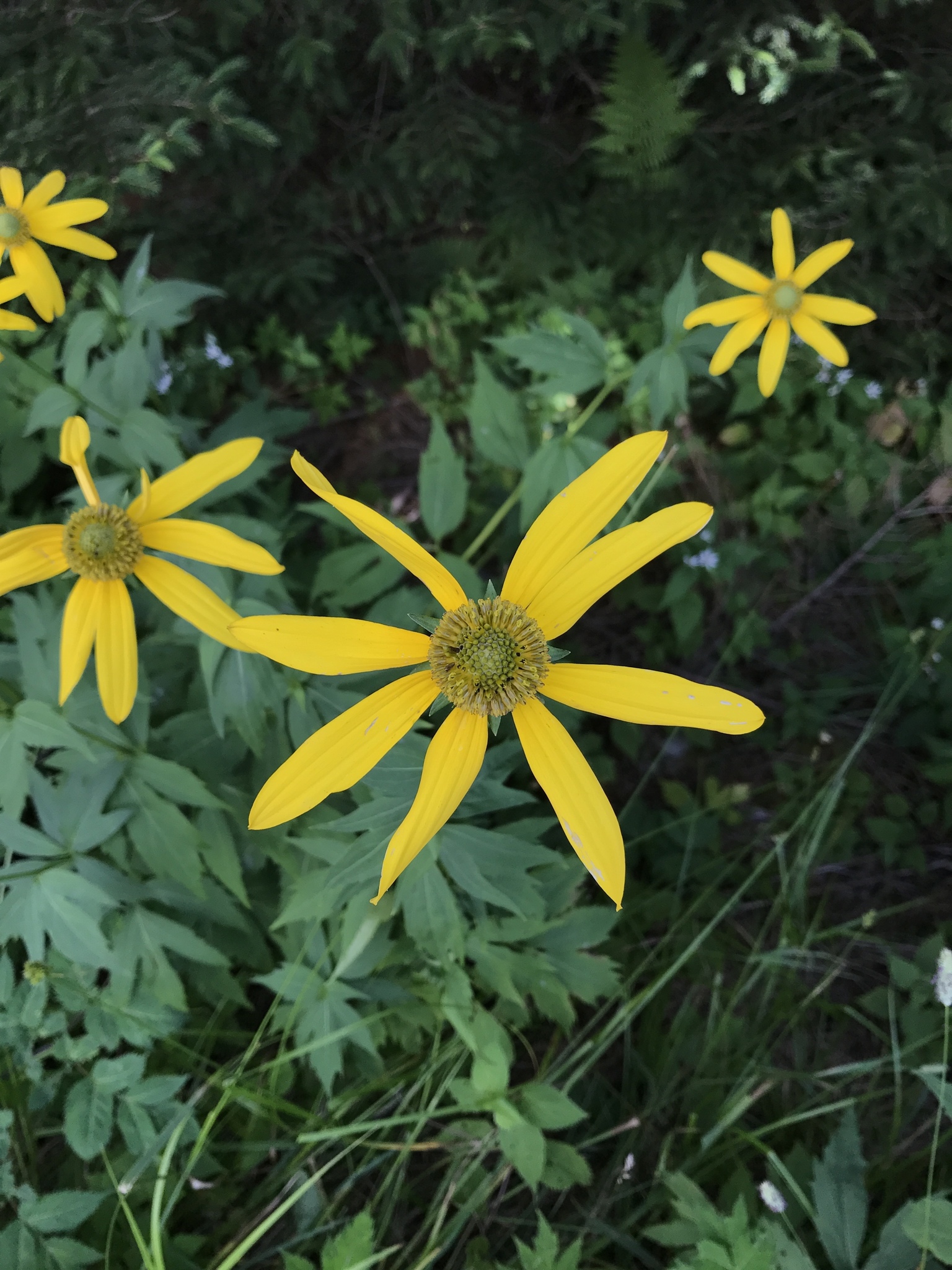 Rudbeckia laciniata var. humilis