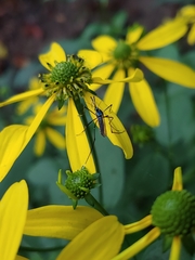 Toxorhynchites rutilus septentrionalis