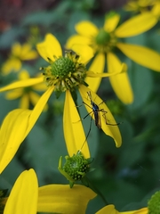 Toxorhynchites rutilus septentrionalis
