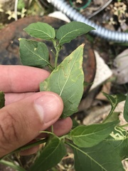 Liriomyza minutiseta