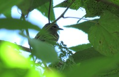 Myiopagis gaimardii