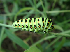 Papilio machaon hippocrates