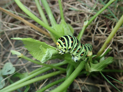 Papilio machaon hippocrates
