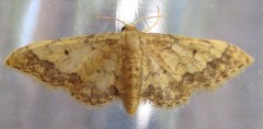Idaea celtima