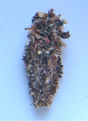 Dahlica triquetrella