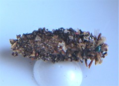 Dahlica triquetrella