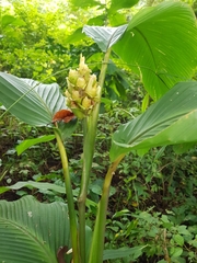 Goeppertia macrosepala