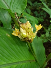 Goeppertia macrosepala