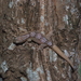 Bavayia robusta - Photo (c) Pierre-Louis Stenger, osa oikeuksista pidätetään (CC BY-NC), lähettänyt Pierre-Louis Stenger