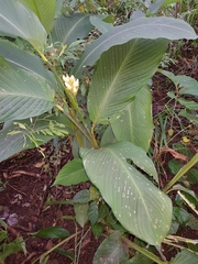 Goeppertia macrosepala