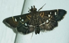 Diathrausta reconditalis