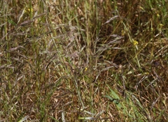 Deschampsia danthonioides