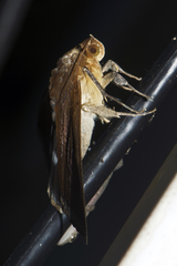Artena dotata